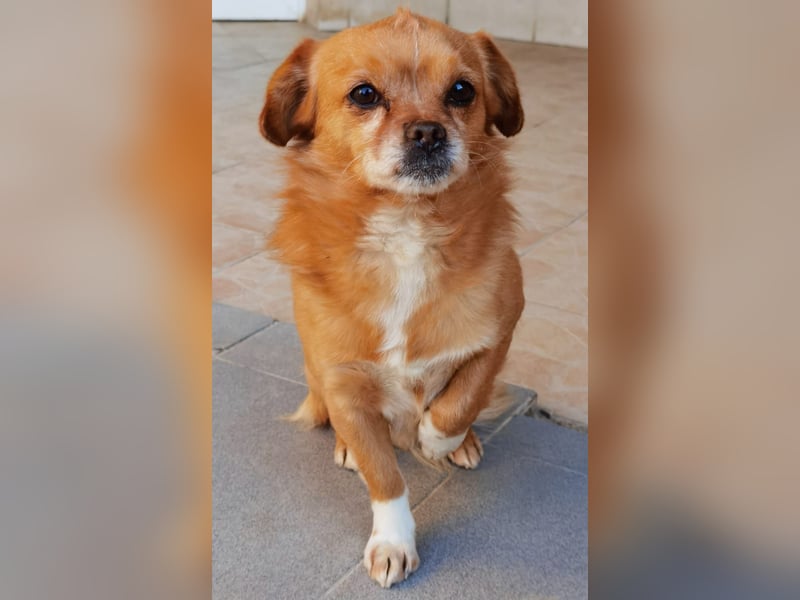Reserviert! Pavarotti der Herzenbrecher!