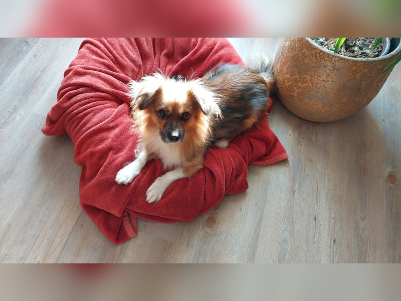 Tommy - kleiner Schatz!