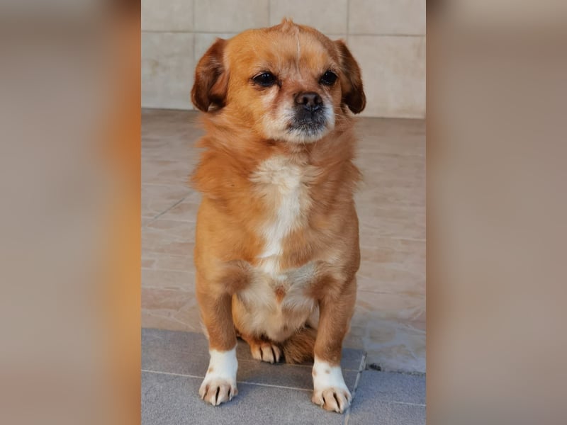 Reserviert! Pavarotti der Herzenbrecher!