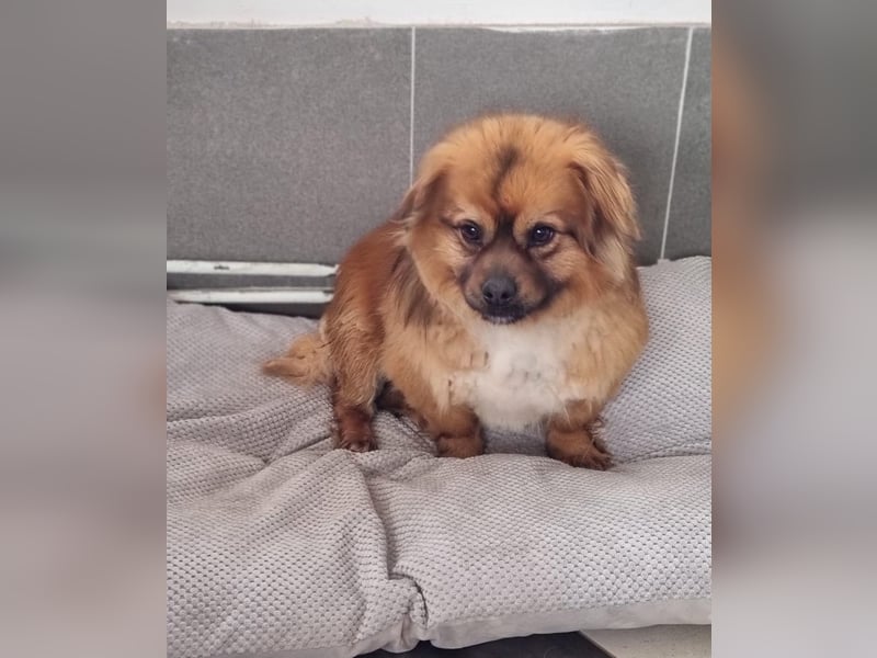 Moritz - sucht seine Familie!