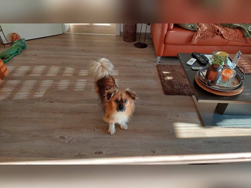 Tommy - kleiner Schatz!