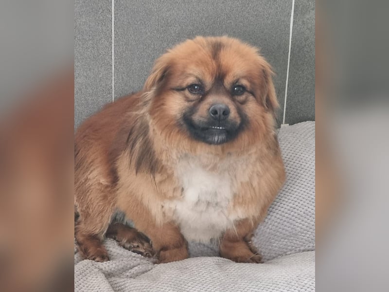 Moritz - sucht seine Familie!