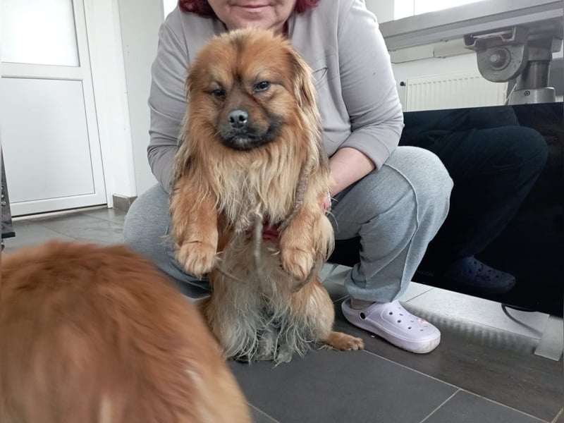 Moritz - sucht seine Familie!