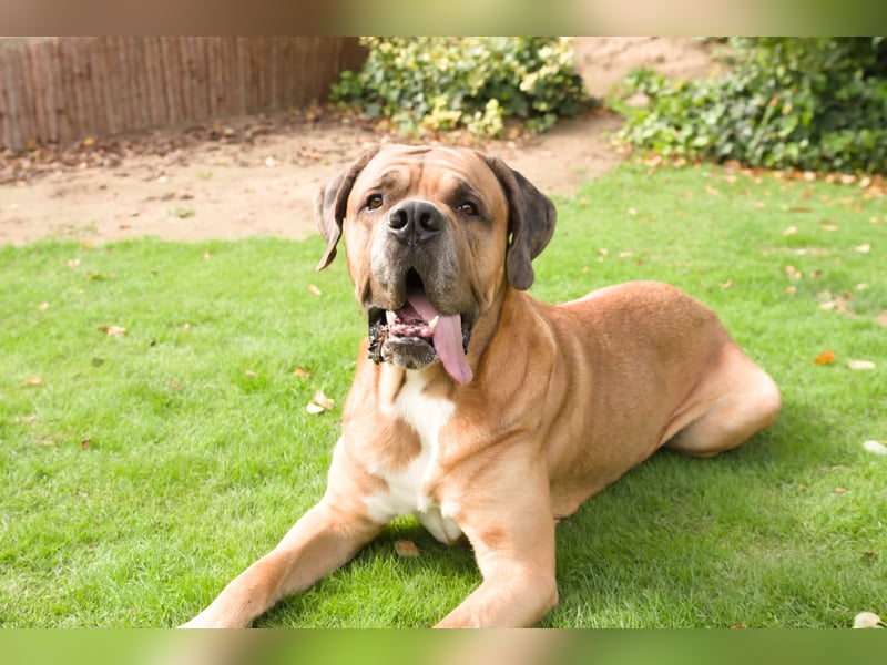 Deckrüde Dogge- Bernhardiner