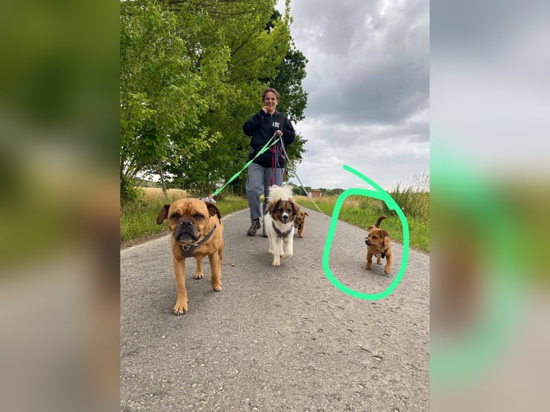 Kleiner Nikki(5 Mon,4,5 kg, 20 cm)sucht liebevolles Zuhause