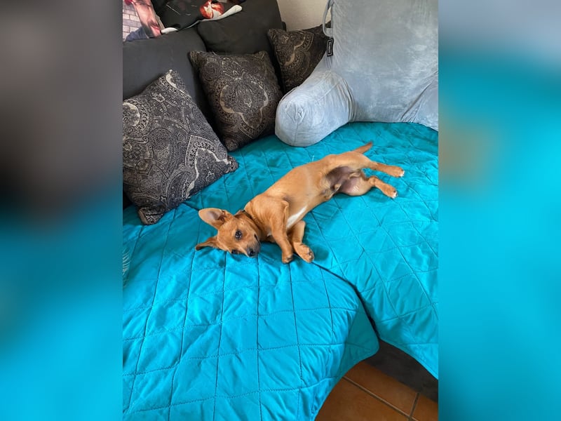 Kleiner Nikki(5 Mon,4,5 kg, 20 cm)sucht liebevolles Zuhause