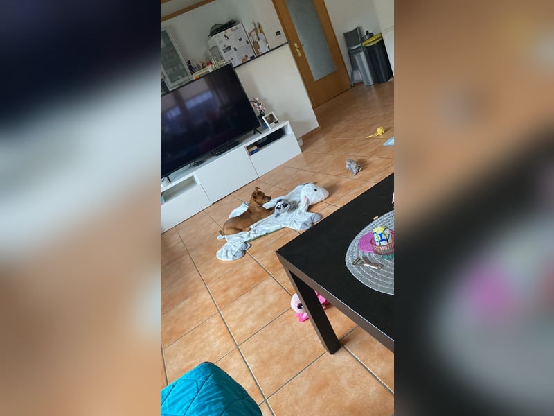 Kleiner Nikki(5 Mon,4,5 kg, 20 cm)sucht liebevolles Zuhause