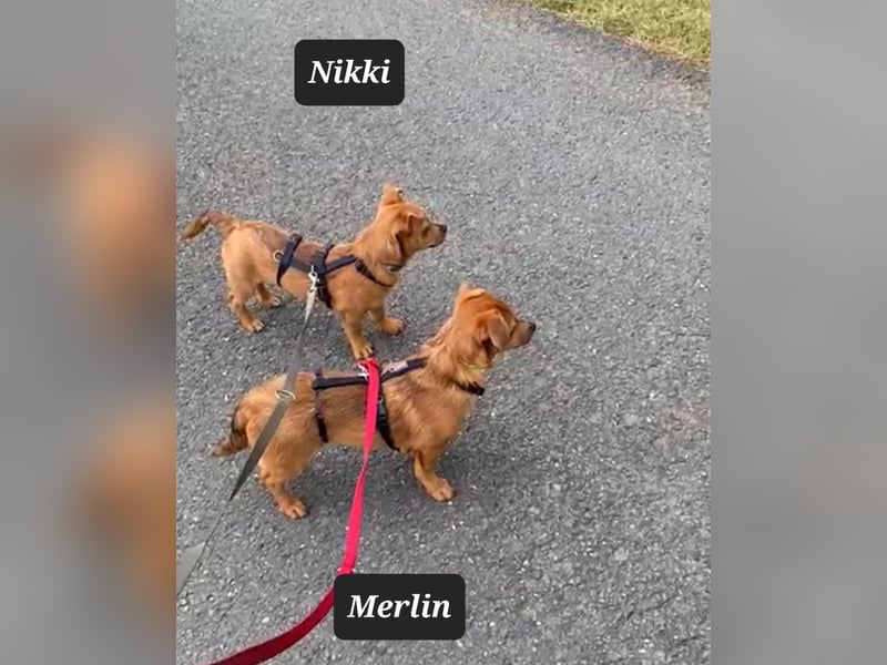 Kleiner Nikki(5 Mon,4,5 kg, 20 cm)sucht liebevolles Zuhause
