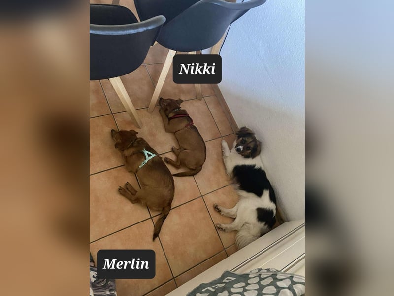 Kleiner Nikki(5 Mon,4,5 kg, 20 cm)sucht liebevolles Zuhause