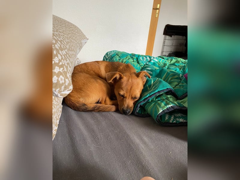 Kleiner Nikki(5 Mon,4,5 kg, 20 cm)sucht liebevolles Zuhause