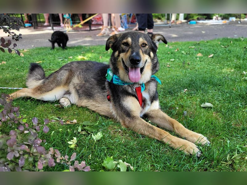 Sanfter Loki sucht liebevolles Zuhause
