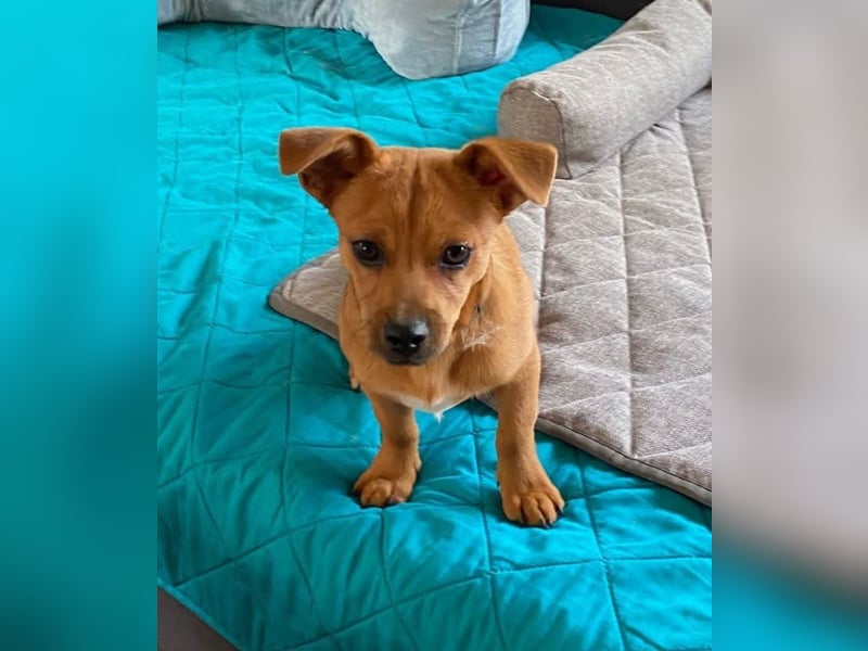 Kleiner Nikki(5 Mon,4,5 kg, 20 cm)sucht liebevolles Zuhause