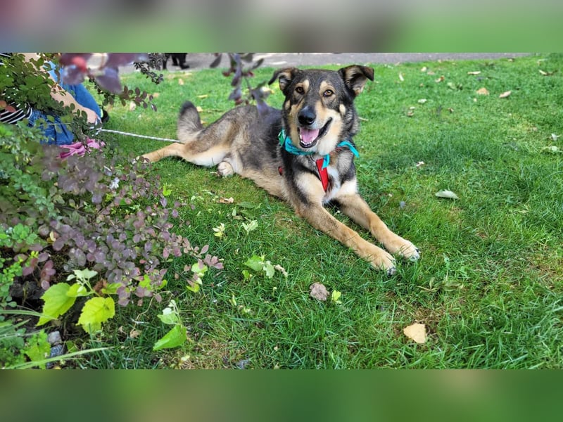 Sanfter Loki sucht liebevolles Zuhause