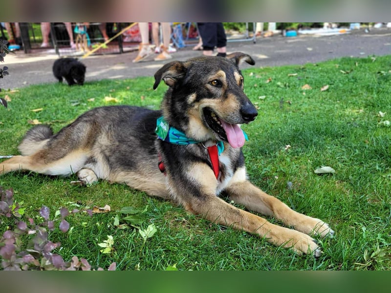 Sanfter Loki sucht liebevolles Zuhause