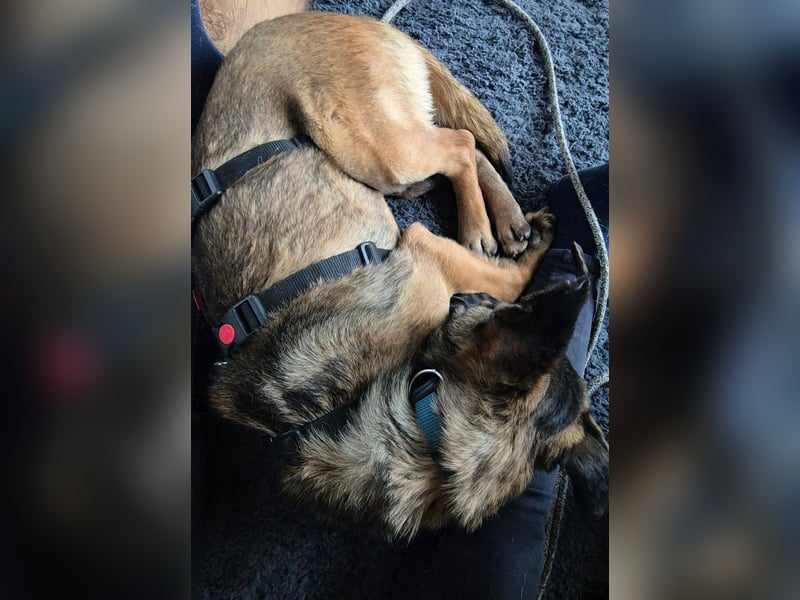 Süßer Tarek wartet auf Pflegestelle