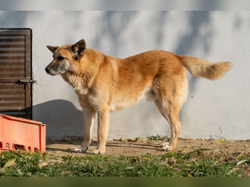Cashmere - sanfter Rüde sucht endlich sein Zuhause