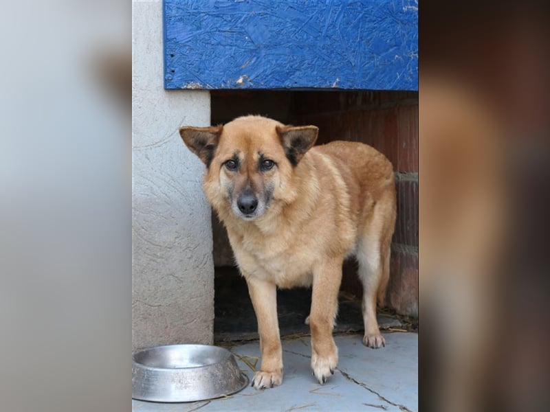 Cashmere - sanfter Rüde sucht endlich sein Zuhause