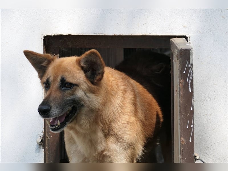 Cashmere - sanfter Rüde sucht endlich sein Zuhause