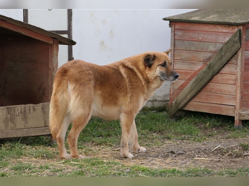Cashmere - sanfter Rüde sucht endlich sein Zuhause