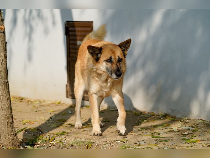 Cashmere - sanfter Rüde sucht endlich sein Zuhause