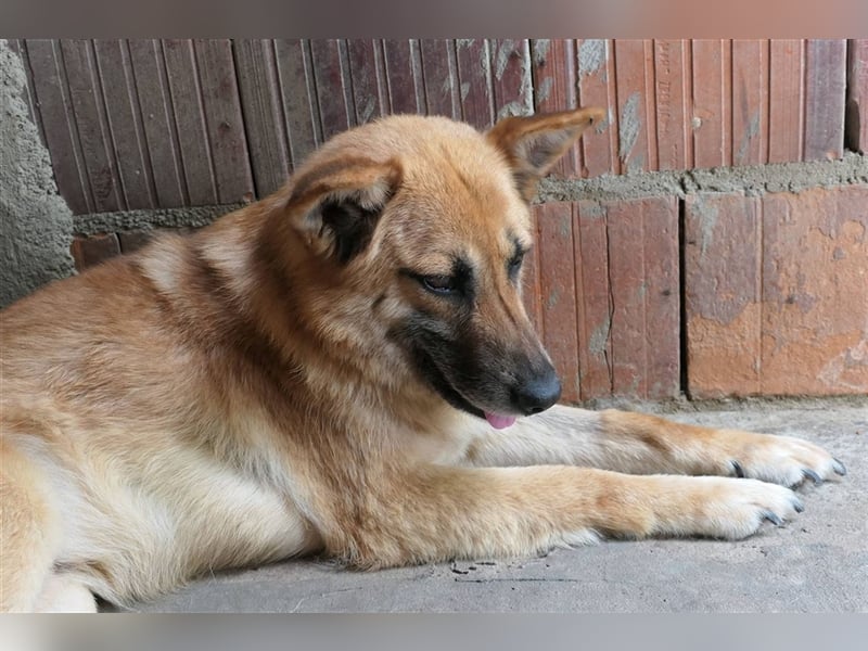 Cashmere - sanfter Rüde sucht endlich sein Zuhause