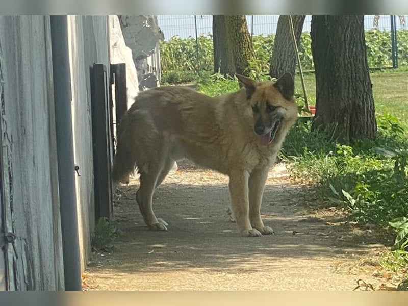 Cashmere - sanfter Rüde sucht endlich sein Zuhause