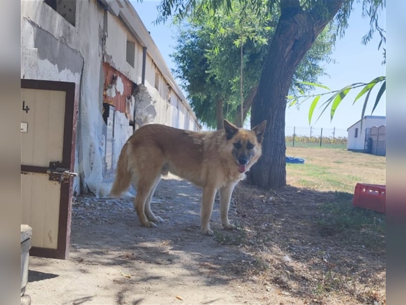 Cashmere - sanfter Rüde sucht endlich sein Zuhause