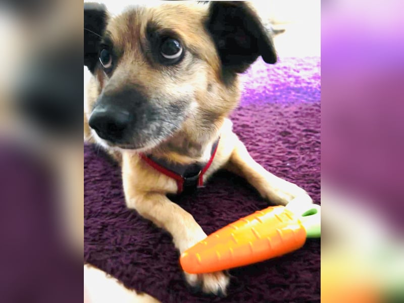 Rossi sucht seine Familue