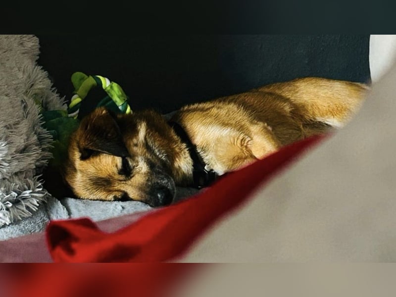 Rossi sucht ein liebevolles Zuhause