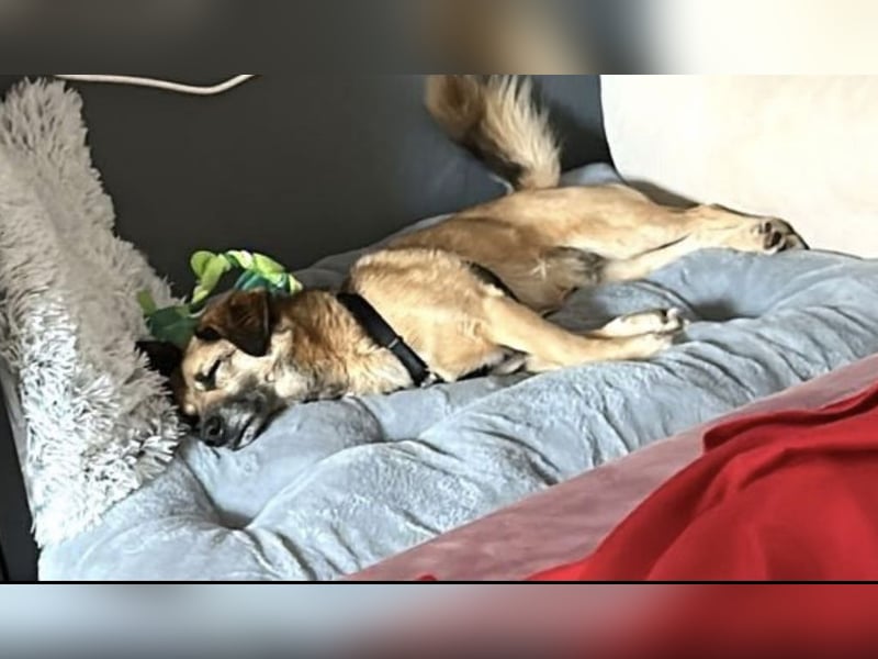 Rossi sucht seine Familue