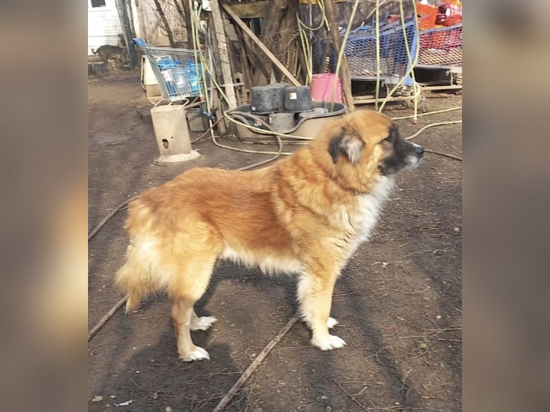 Ursu - freundlicher, verschmuster Herdenschutzhund Mix Rüde / z.Zt. noch in Rumänien