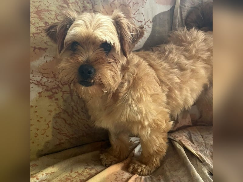 Franz - freundlicher, menschenbezogener Mini Yorkshire Terrier Mix Rüde / z.Zt. noch in Rumänien