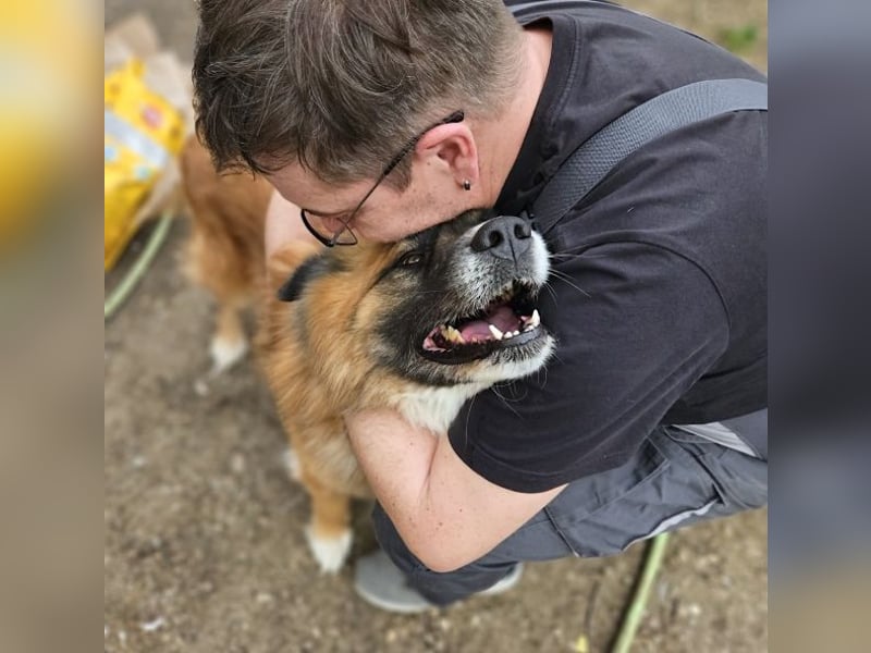 Ursu - freundlicher, verschmuster Herdenschutzhund Mix Rüde / z.Zt. noch in Rumänien