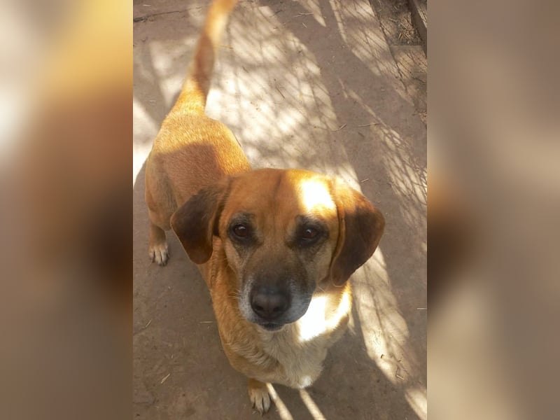 Tolo - freundlicher, verträglicher Senior - keine Kinder, keine Katzen / z.Zt. noch in Rumänien