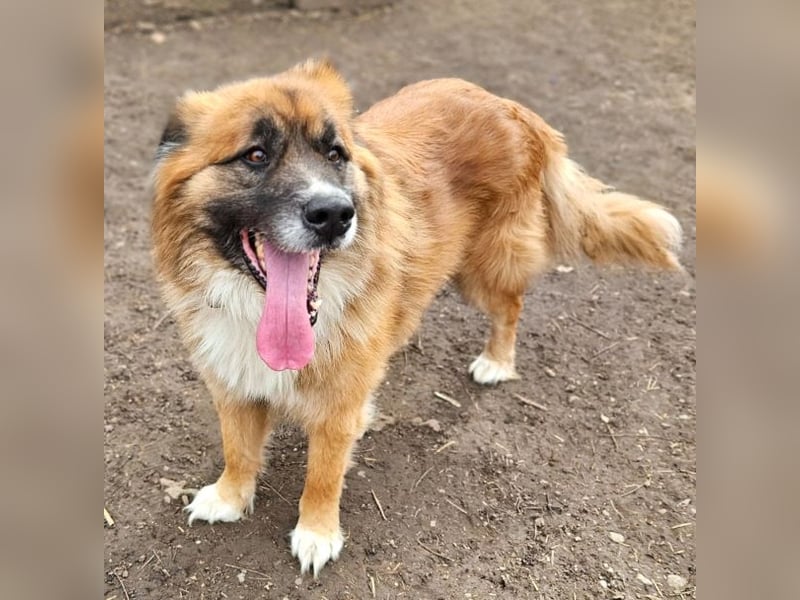 Ursu - freundlicher, verschmuster Herdenschutzhund Mix Rüde / z.Zt. noch in Rumänien