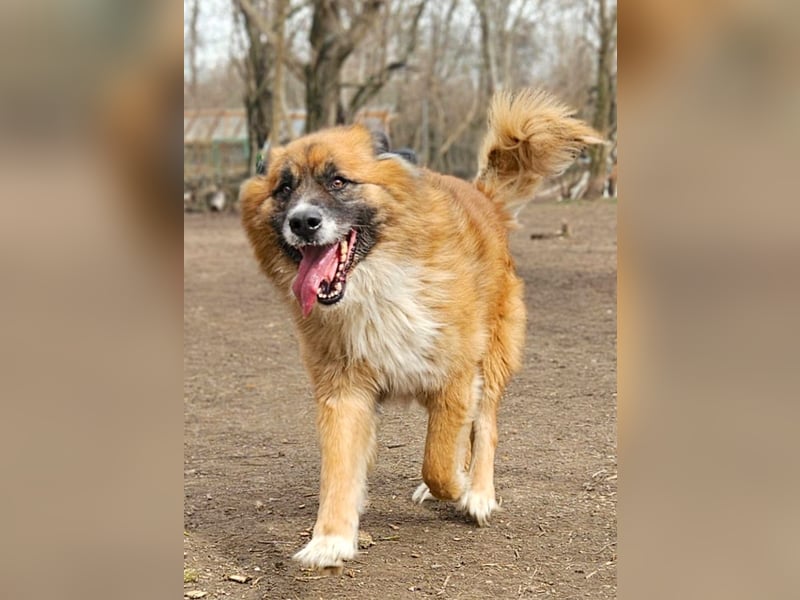 Ursu - freundlicher, verschmuster Herdenschutzhund Mix Rüde / z.Zt. noch in Rumänien