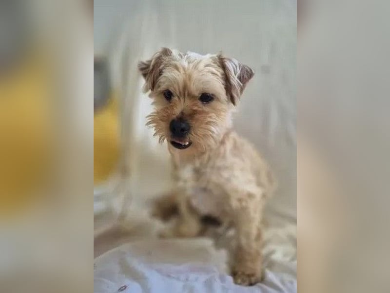 Franz - freundlicher, menschenbezogener Mini Yorkshire Terrier Mix Rüde / z.Zt. noch in Rumänien