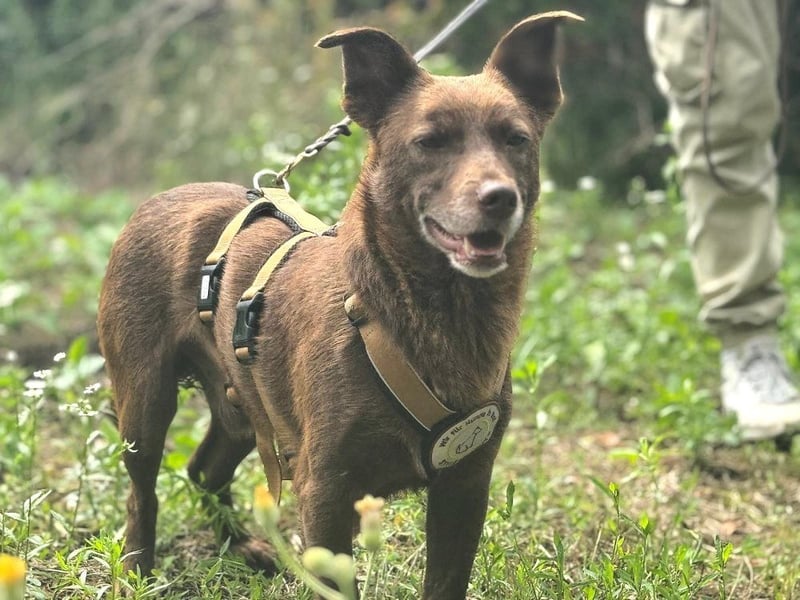 Monty - verspielter, freundlicher, menschenbezogener Rüde / z.Zt. noch in Rumänien
