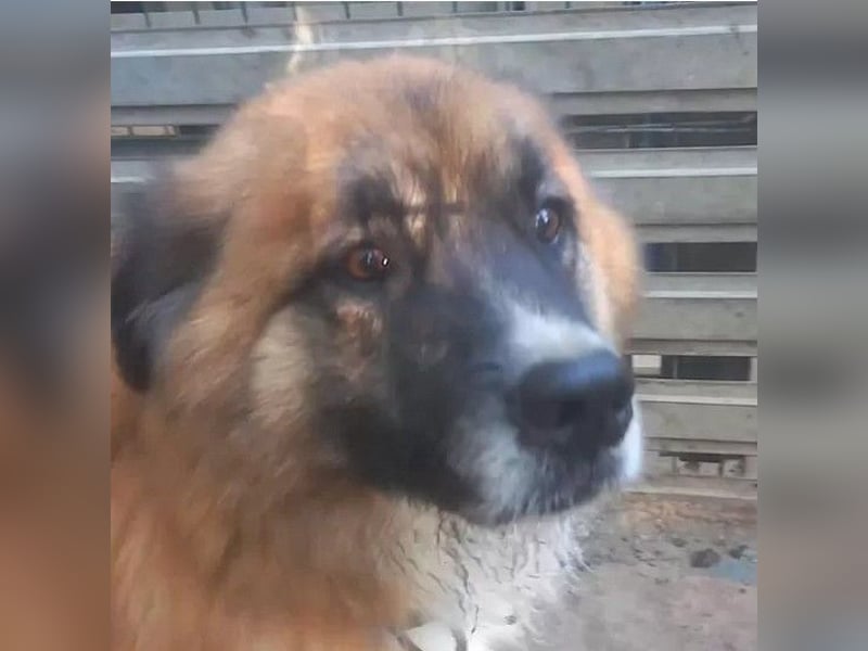 Ursu - freundlicher, verschmuster Herdenschutzhund Mix Rüde / z.Zt. noch in Rumänien