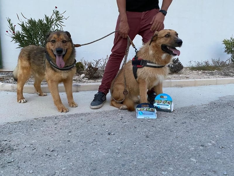 Calvin - schüchterner, ruhiger, verträglicher Rüde / z.Zt. noch in Spanien