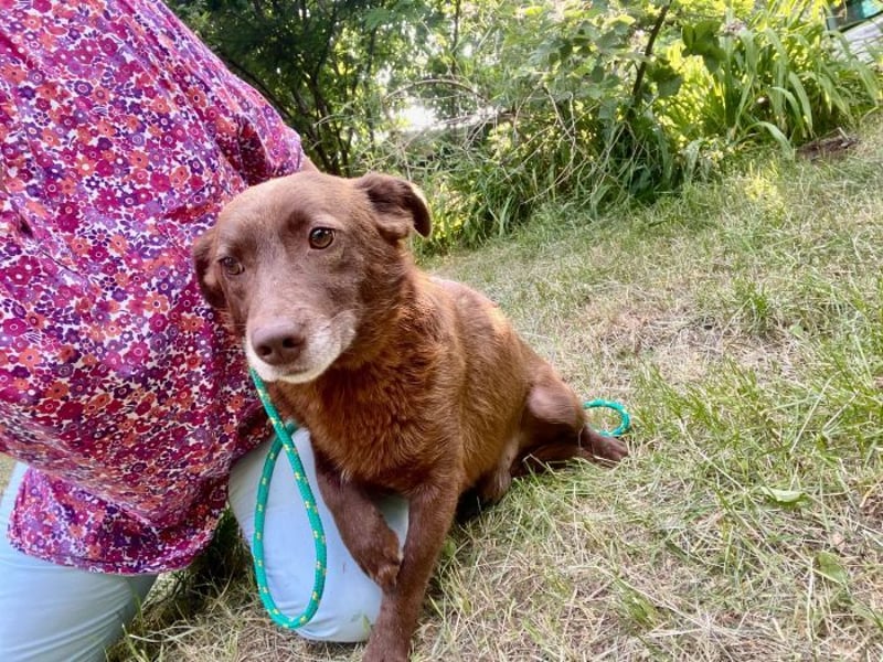 Monty - verspielter, freundlicher, menschenbezogener Rüde / z.Zt. noch in Rumänien