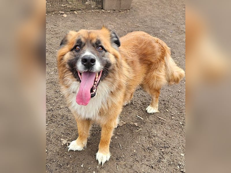 Ursu - freundlicher, verschmuster Herdenschutzhund Mix Rüde / z.Zt. noch in Rumänien
