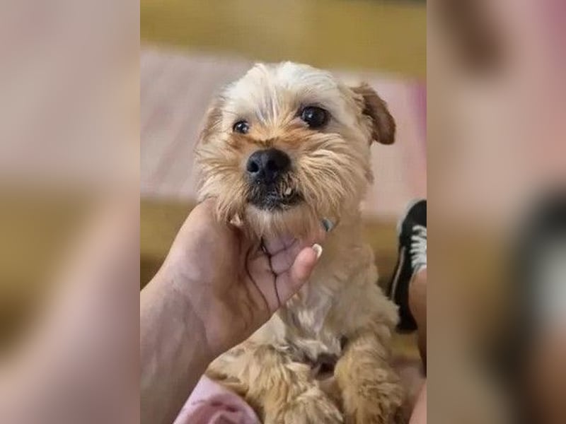 Franz - freundlicher, menschenbezogener Mini Yorkshire Terrier Mix Rüde / z.Zt. noch in Rumänien
