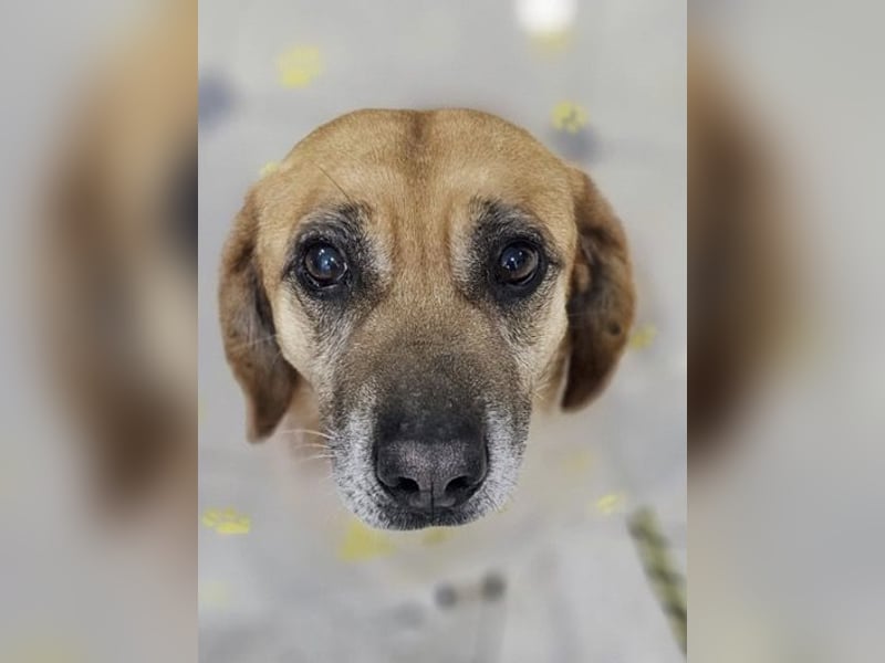 Tolo - freundlicher, verträglicher Senior - keine Kinder, keine Katzen / z.Zt. noch in Rumänien