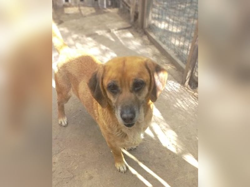 Tolo - freundlicher, verträglicher Senior - keine Kinder, keine Katzen / z.Zt. noch in Rumänien