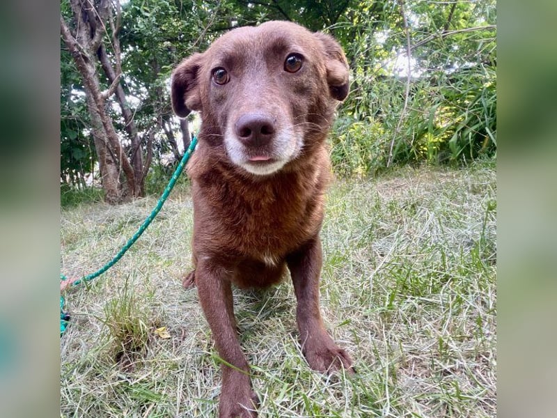 Monty - verspielter, freundlicher, menschenbezogener Rüde / z.Zt. noch in Rumänien