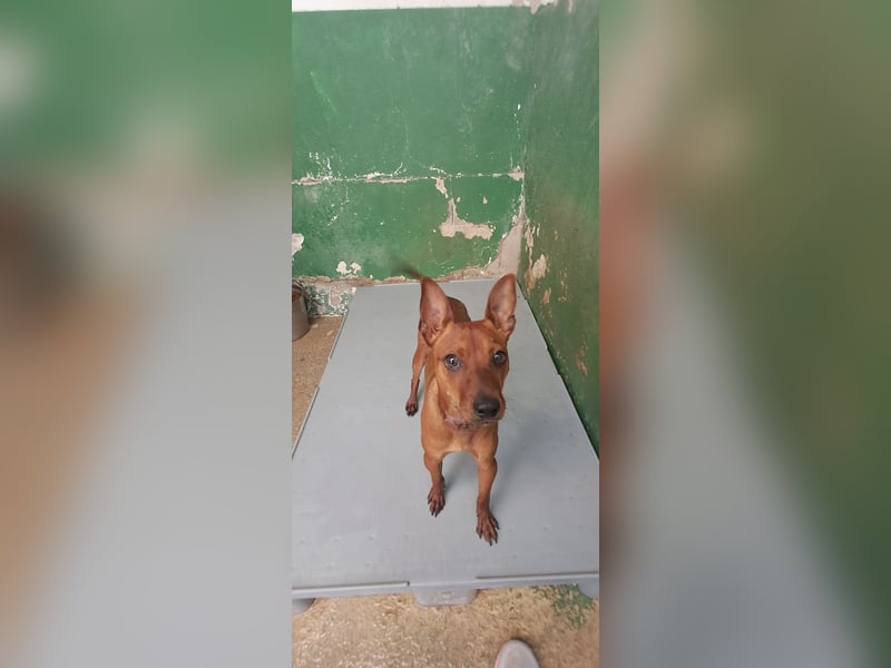 Lando - anfangs schüchterner, freundlicher und lieber Rüde / z.Zt. noch in Spanien