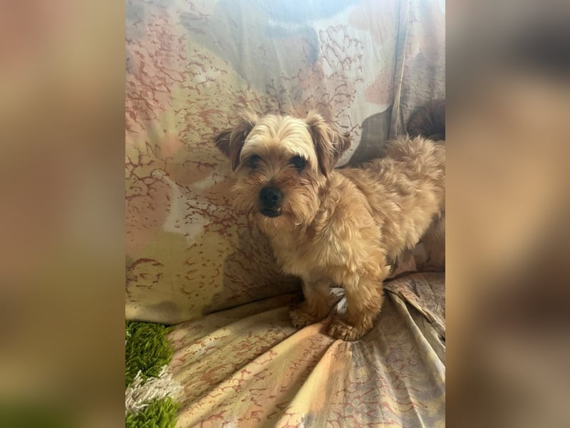 Franz - freundlicher, menschenbezogener Mini Yorkshire Terrier Mix Rüde / z.Zt. noch in Rumänien