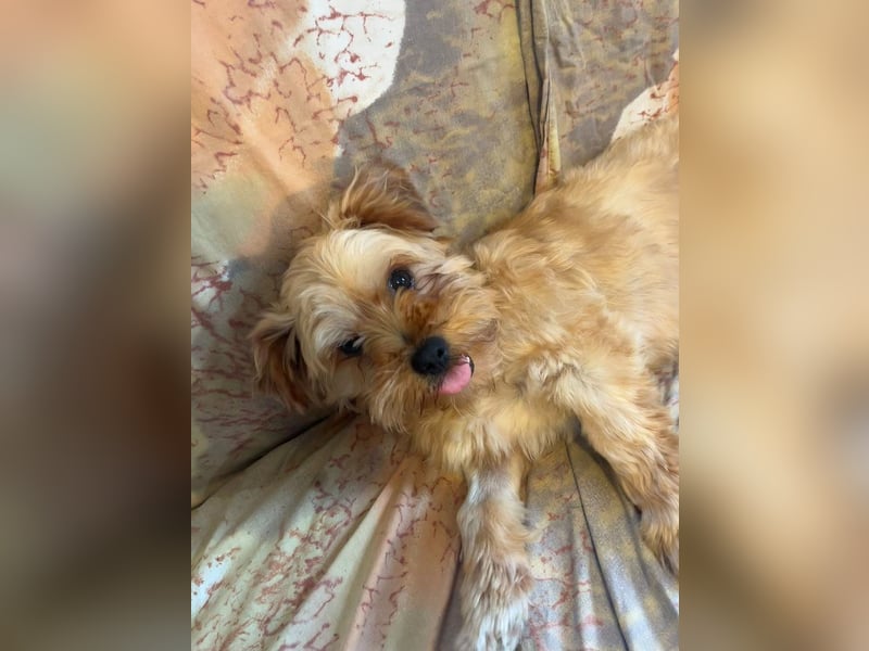 Franz - freundlicher, menschenbezogener Mini Yorkshire Terrier Mix Rüde / z.Zt. noch in Rumänien