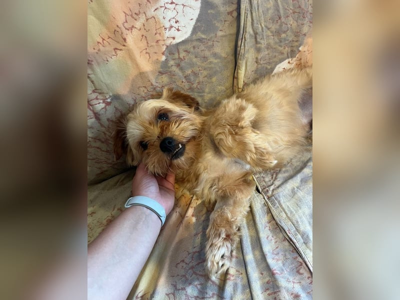 Franz - freundlicher, menschenbezogener Mini Yorkshire Terrier Mix Rüde / z.Zt. noch in Rumänien